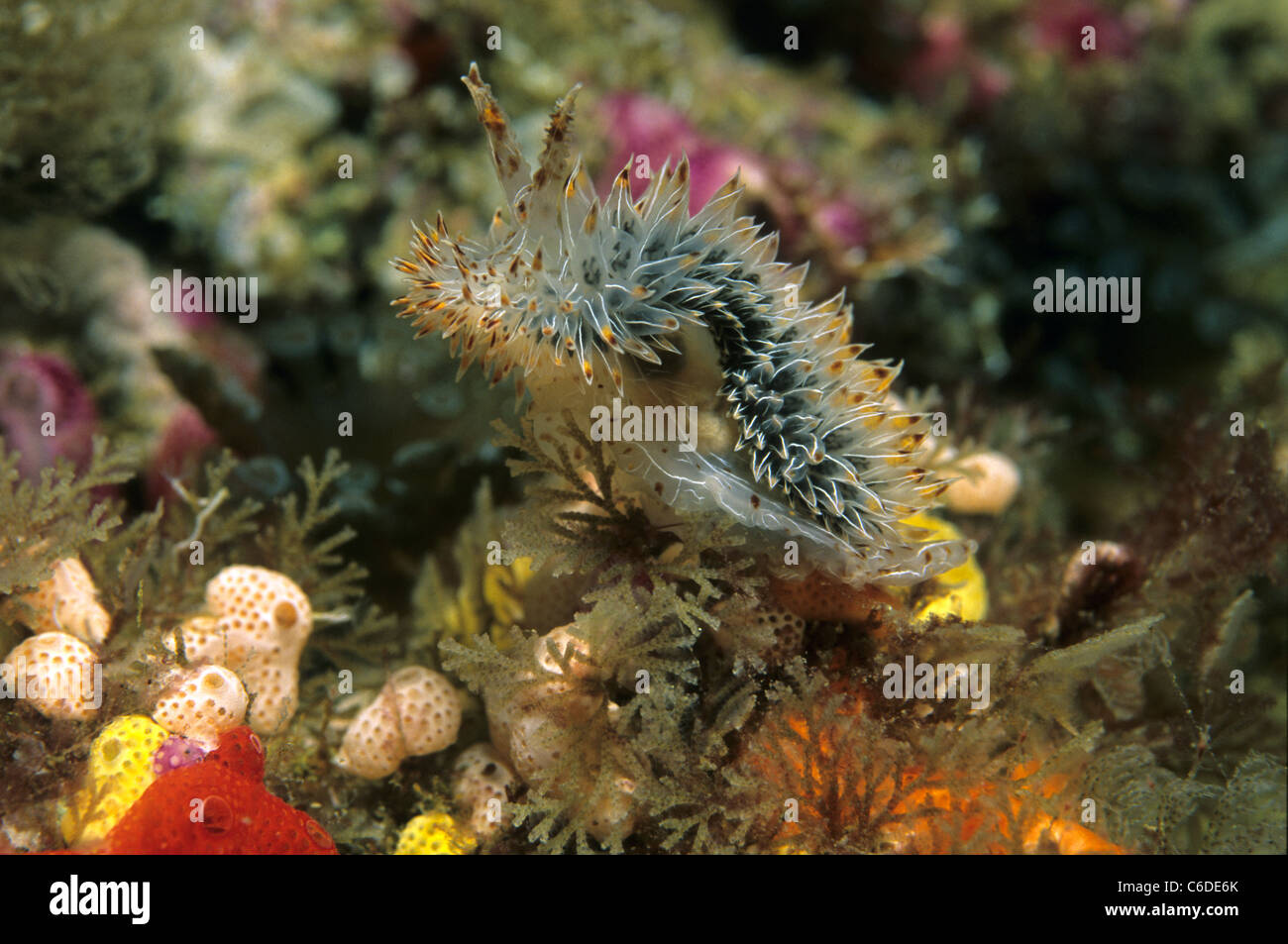 Unbekannte Nacktschnecke, unbekannte Nacktschnecke Stockfoto