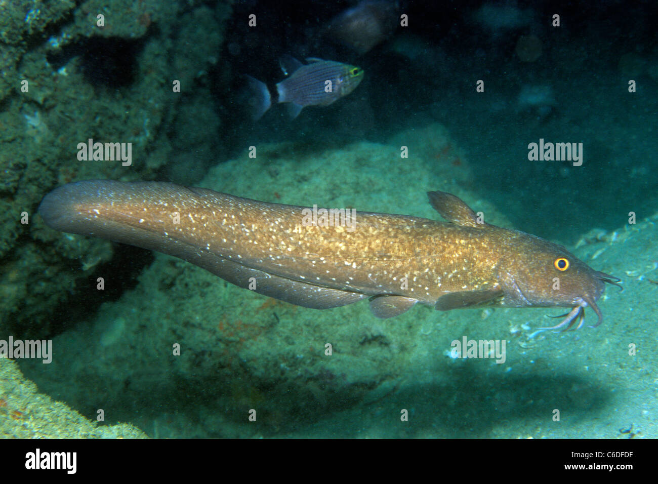 Wels (Paraplotosus sp.), Damanyiat Insel, Muscat, Oman, Indischen Ozean, Stockfoto
