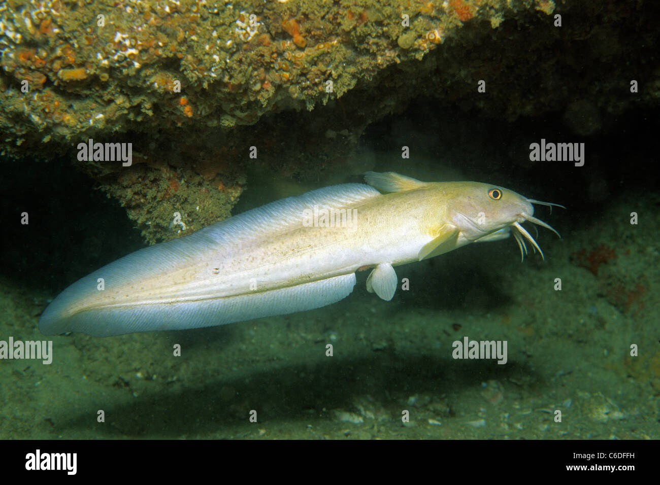 Wels (Paraplotosus sp.), Damanyiat Insel, Muscat, Oman, Indischen Ozean, Stockfoto