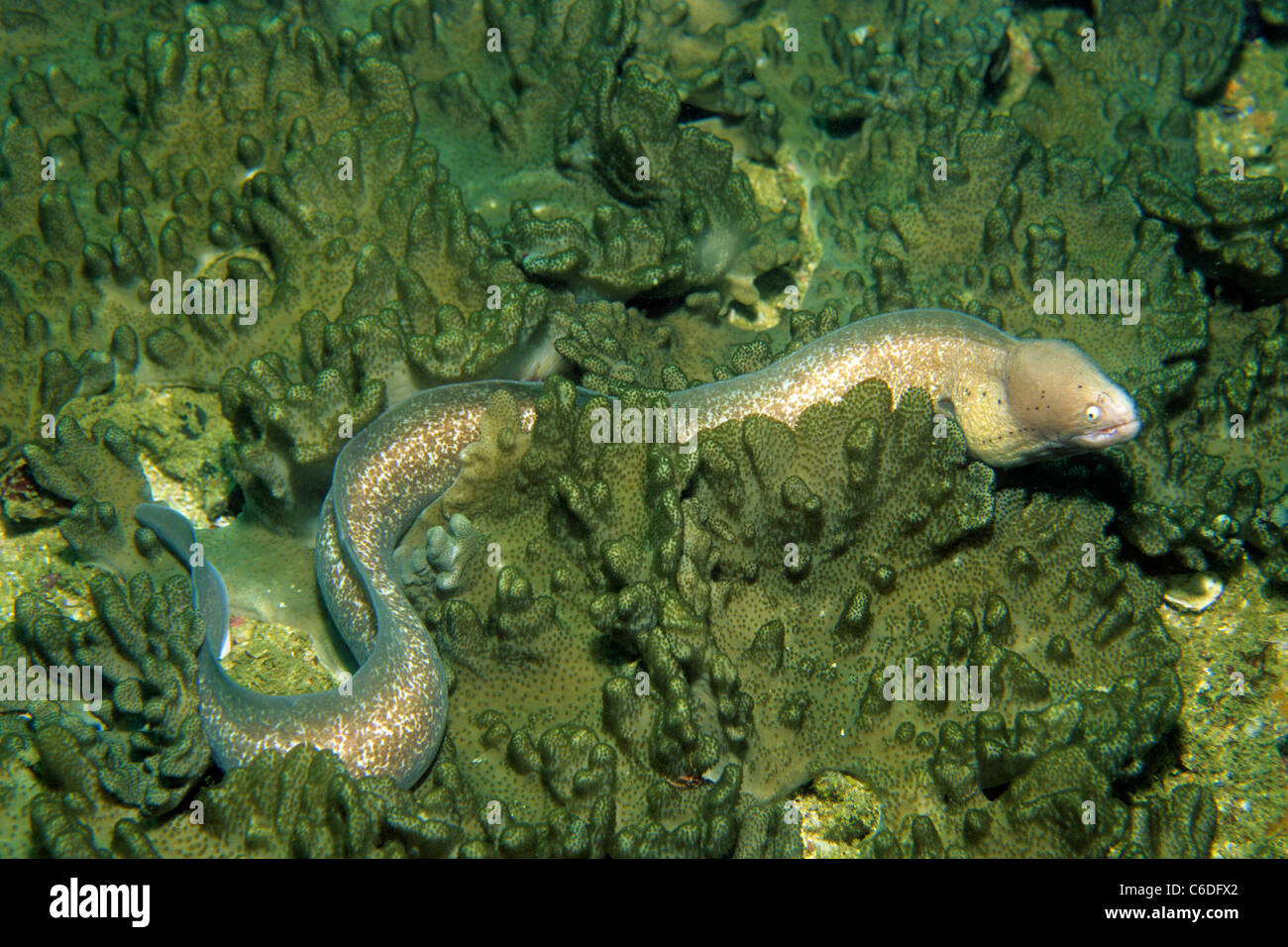 Graue Muraene, Sidera Grisea Peppered Moray, Siderea Grisea