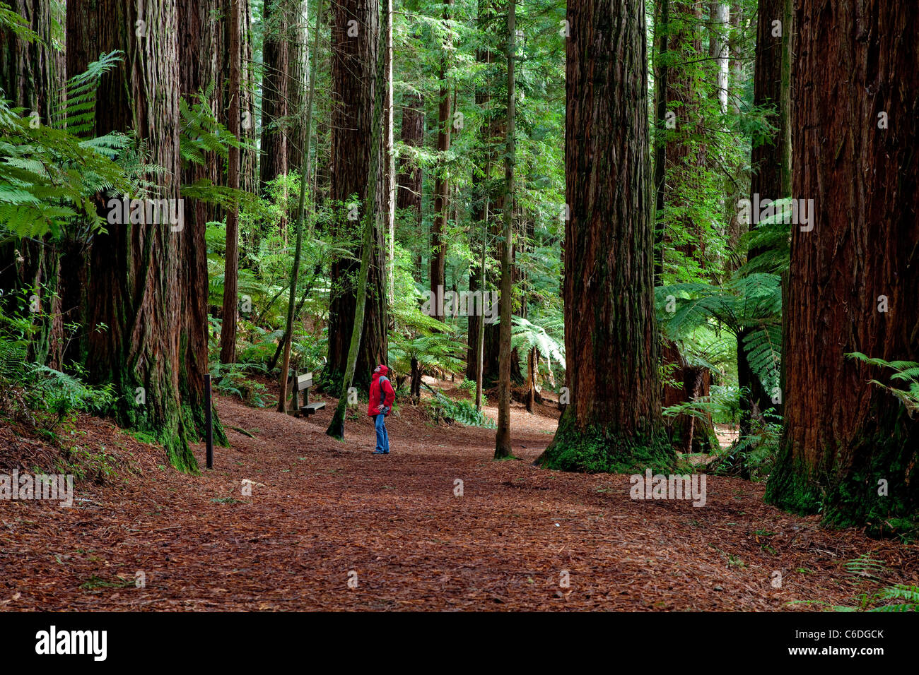 Redwood-Wald-rotorua Stockfoto