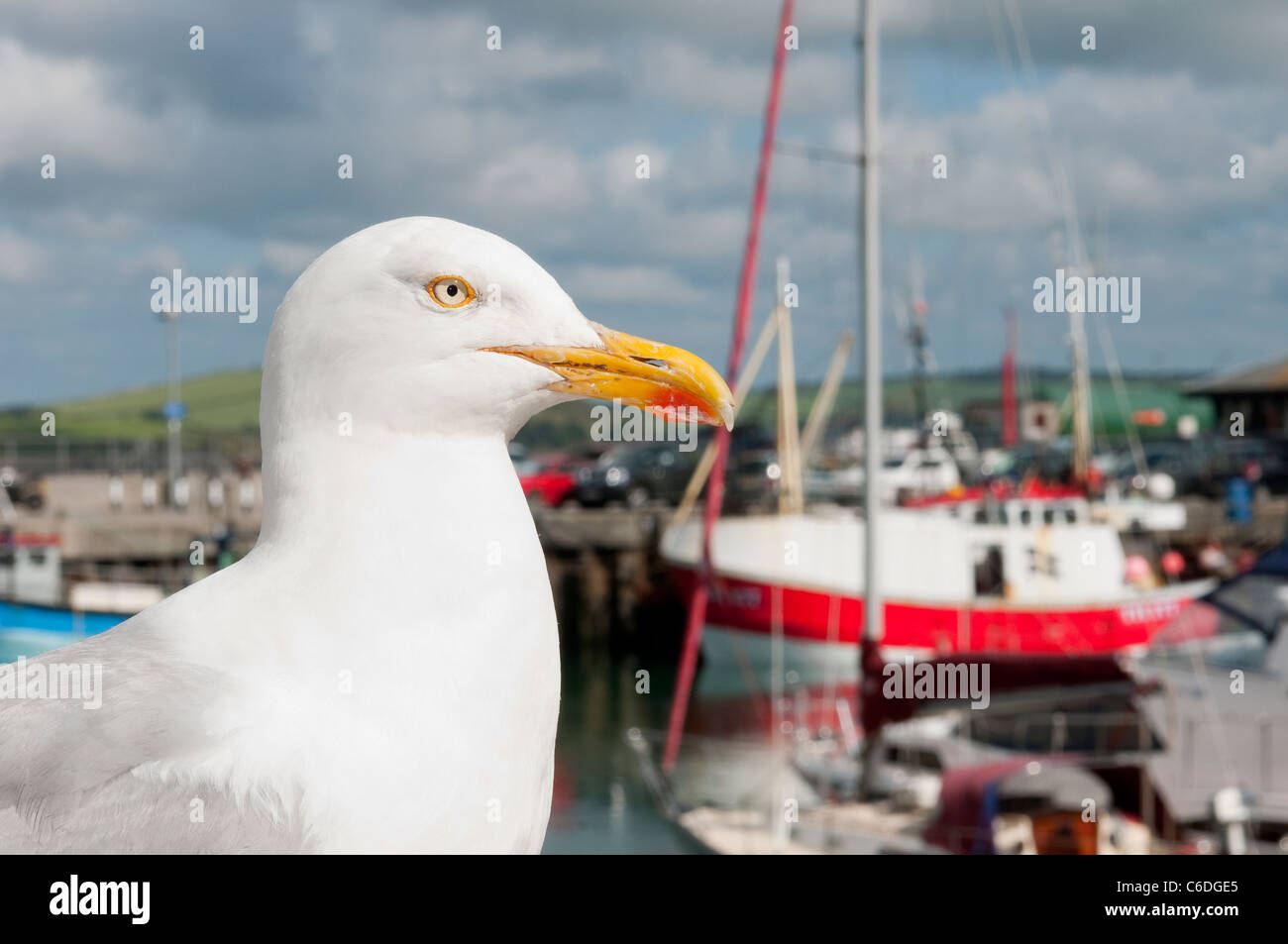 Nahaufnahme von einem europäischen Silbermöwe (Larus Argentatus) thront am Hafen in Padstow, Cornwall. Stockfoto