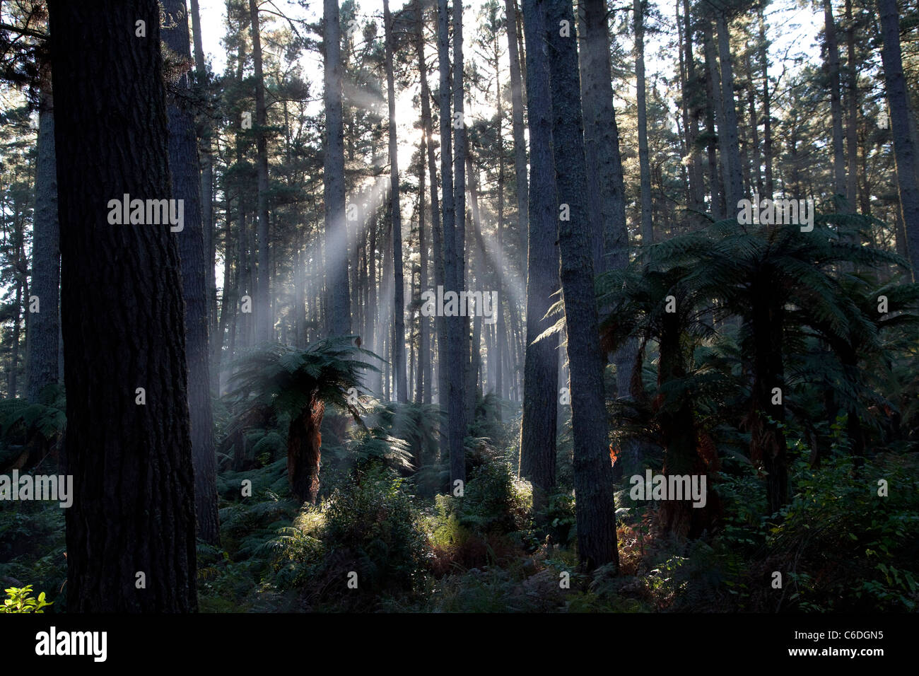 Redwood-Wald-rotorua Stockfoto