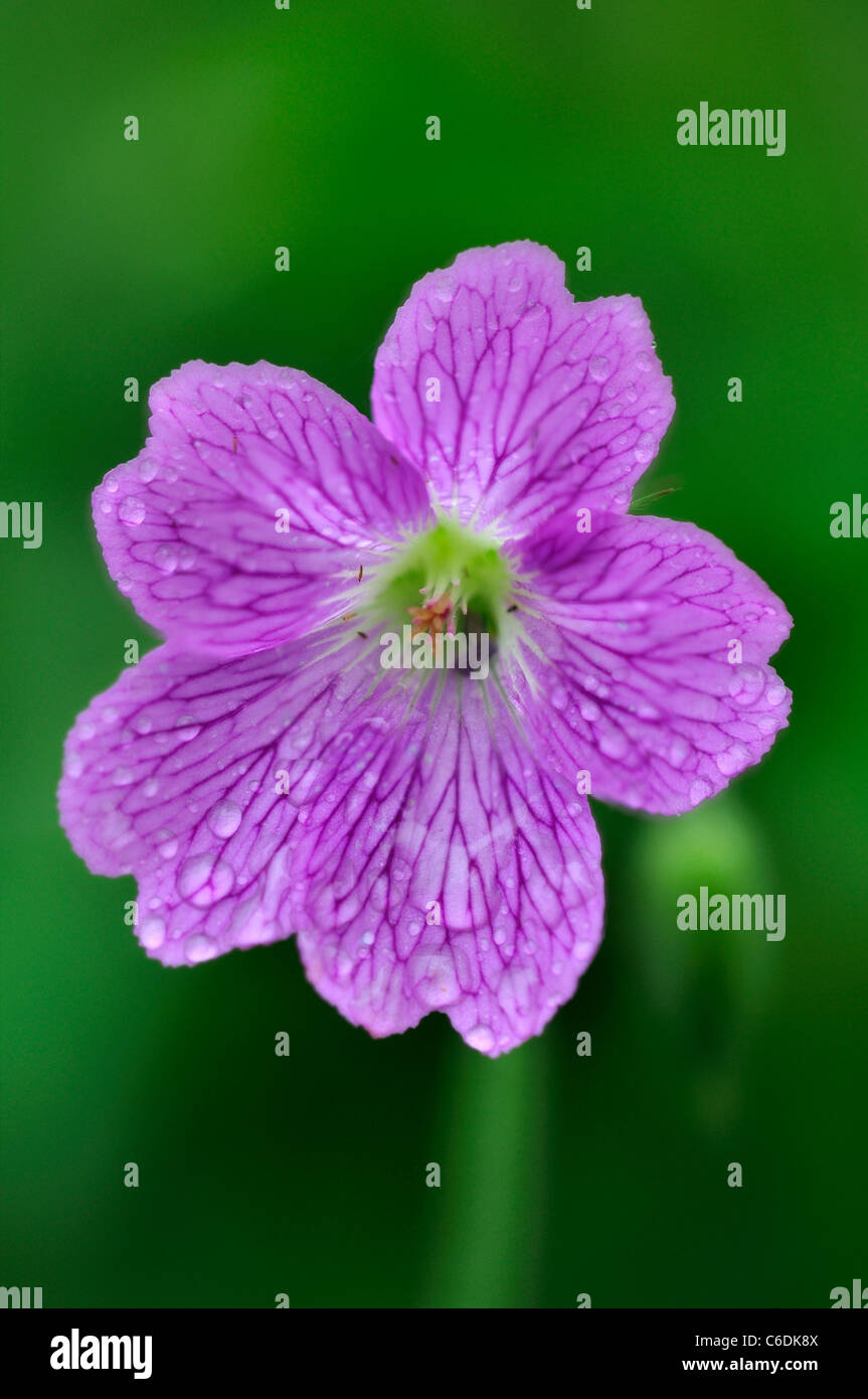 Zarte lila Geranium Blüte in Hochformat UK Stockfoto