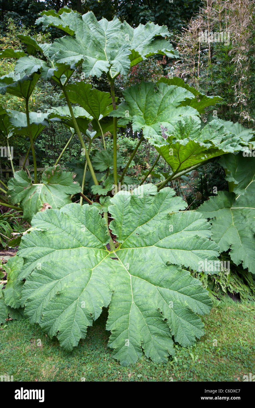 Eine große Gunnera Manicata Pflanze wächst in einem englischen Landhaus-Garten Stockfoto