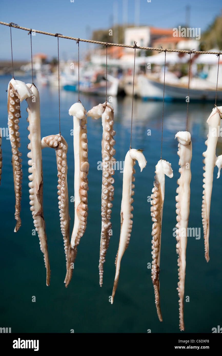 Tintenfisch Tentakeln hing auf einer Linie zum Trocknen, Molivos, Griechenland Stockfoto