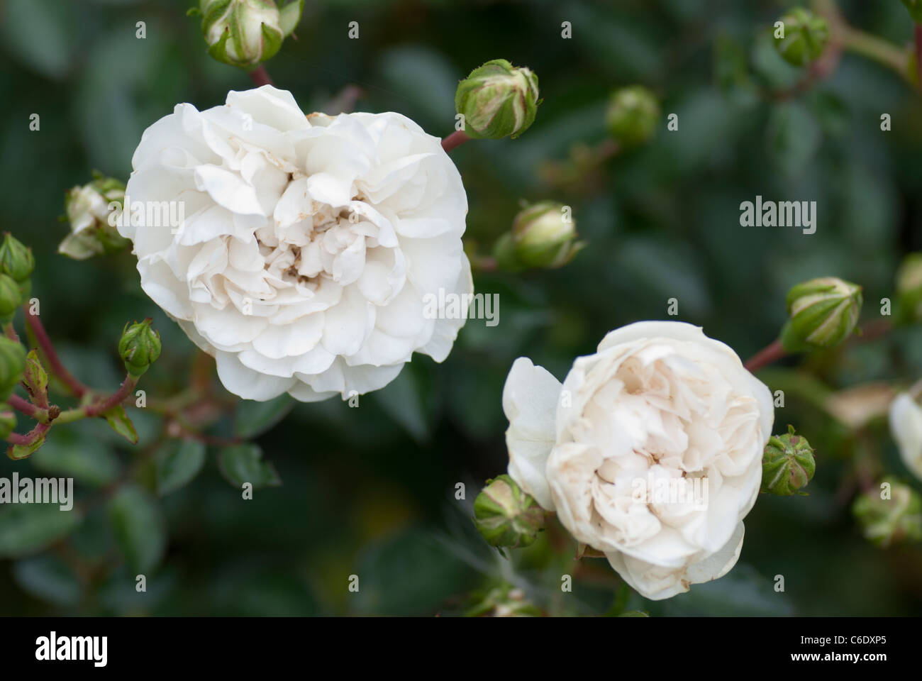 Rosa 'Swany' Stockfoto