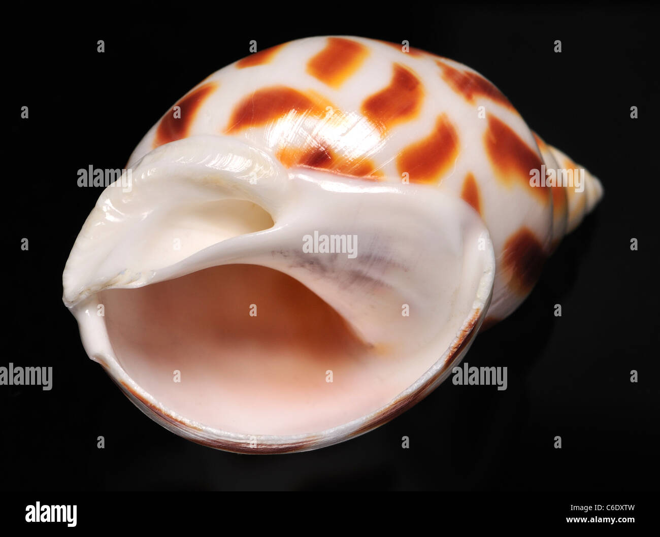 Warzenhof Babylon Muschel (Babylonia Areolata) c6cm Stockfotografie - Alamy
