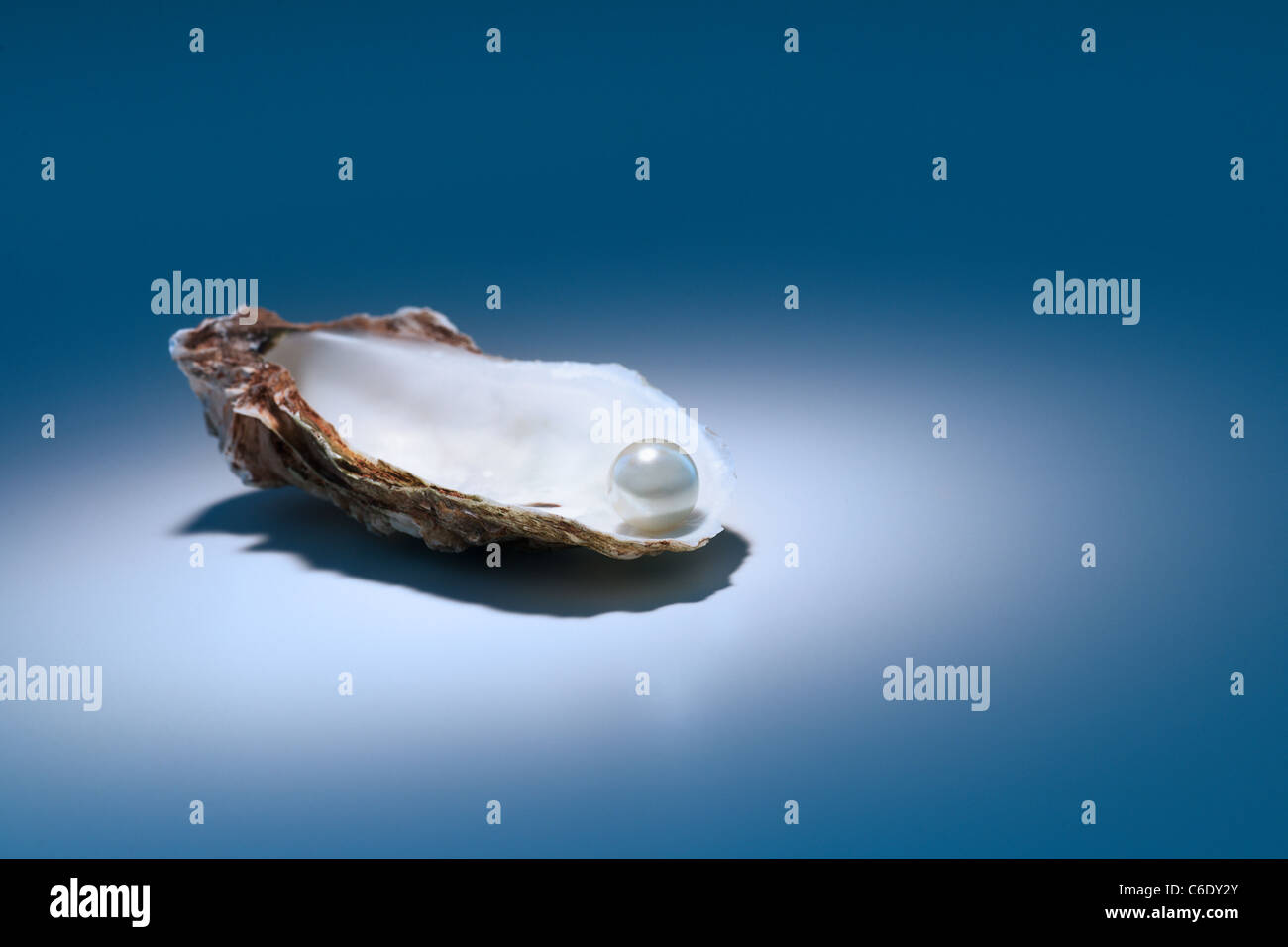 Oyster pearl auf grauem Hintergrund Stockfoto