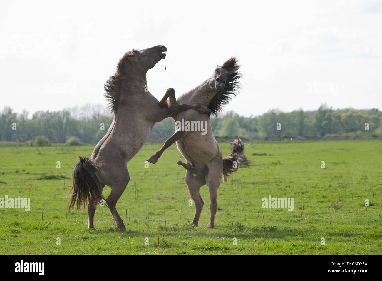 Konik Wildpferde Tier den Niederlanden Tierwelt Stockfoto