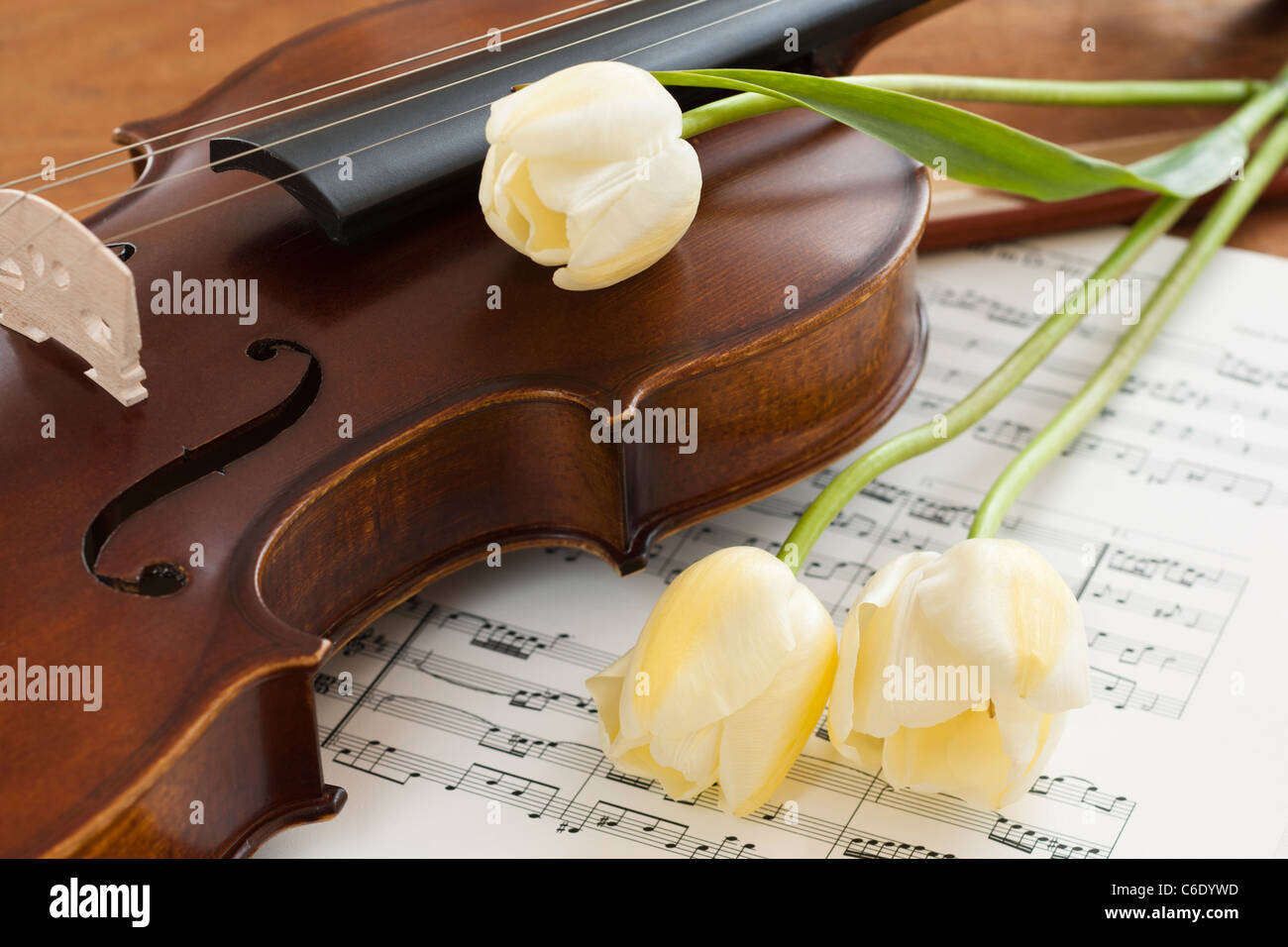 Violine und Tulpen zu den Noten Stockfoto