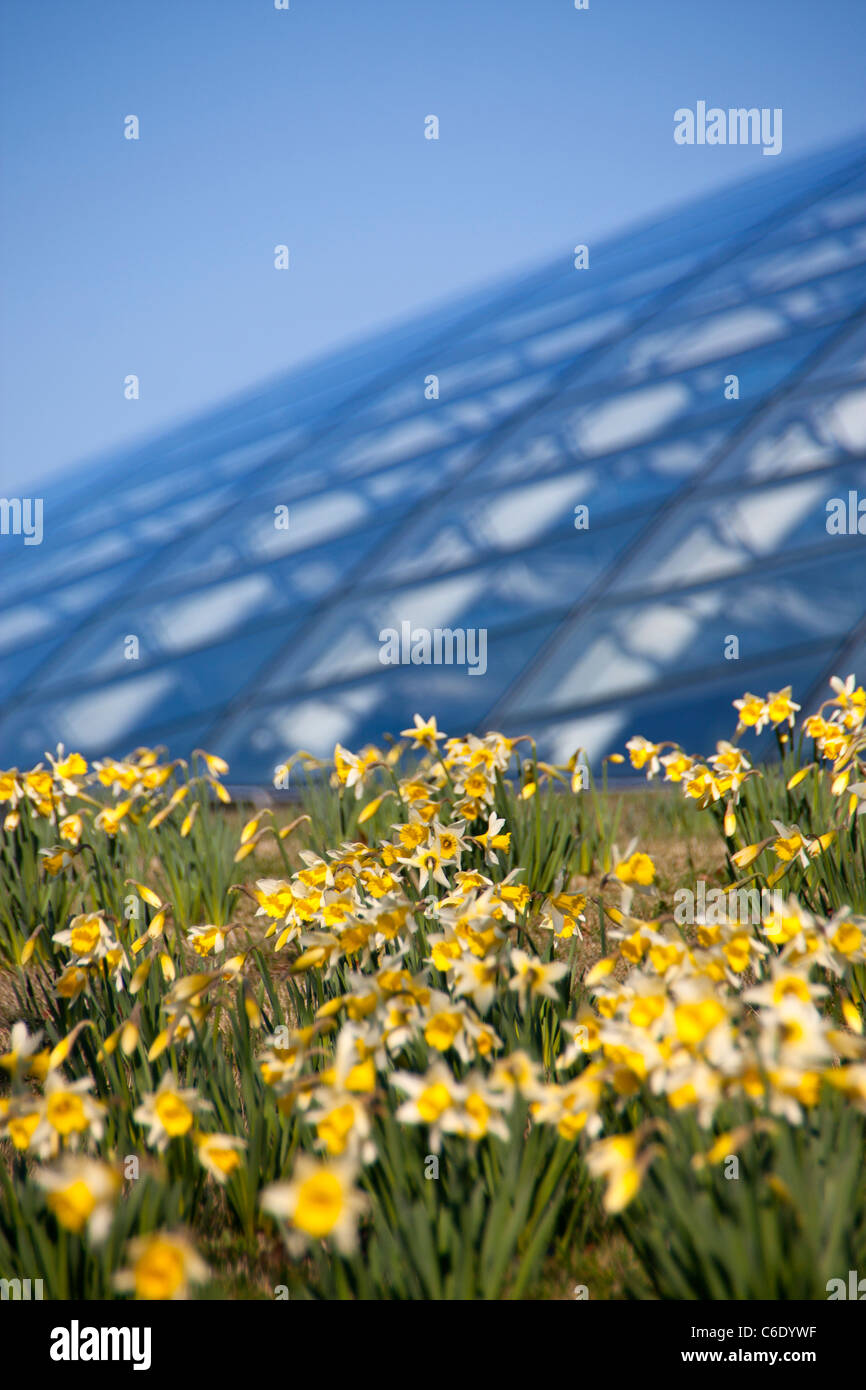 Narzissen außerhalb große Gewächshaus National Botanic Garden of Wales in der Nähe von Llanarthne Carmarthenshire West Wales UK Stockfoto