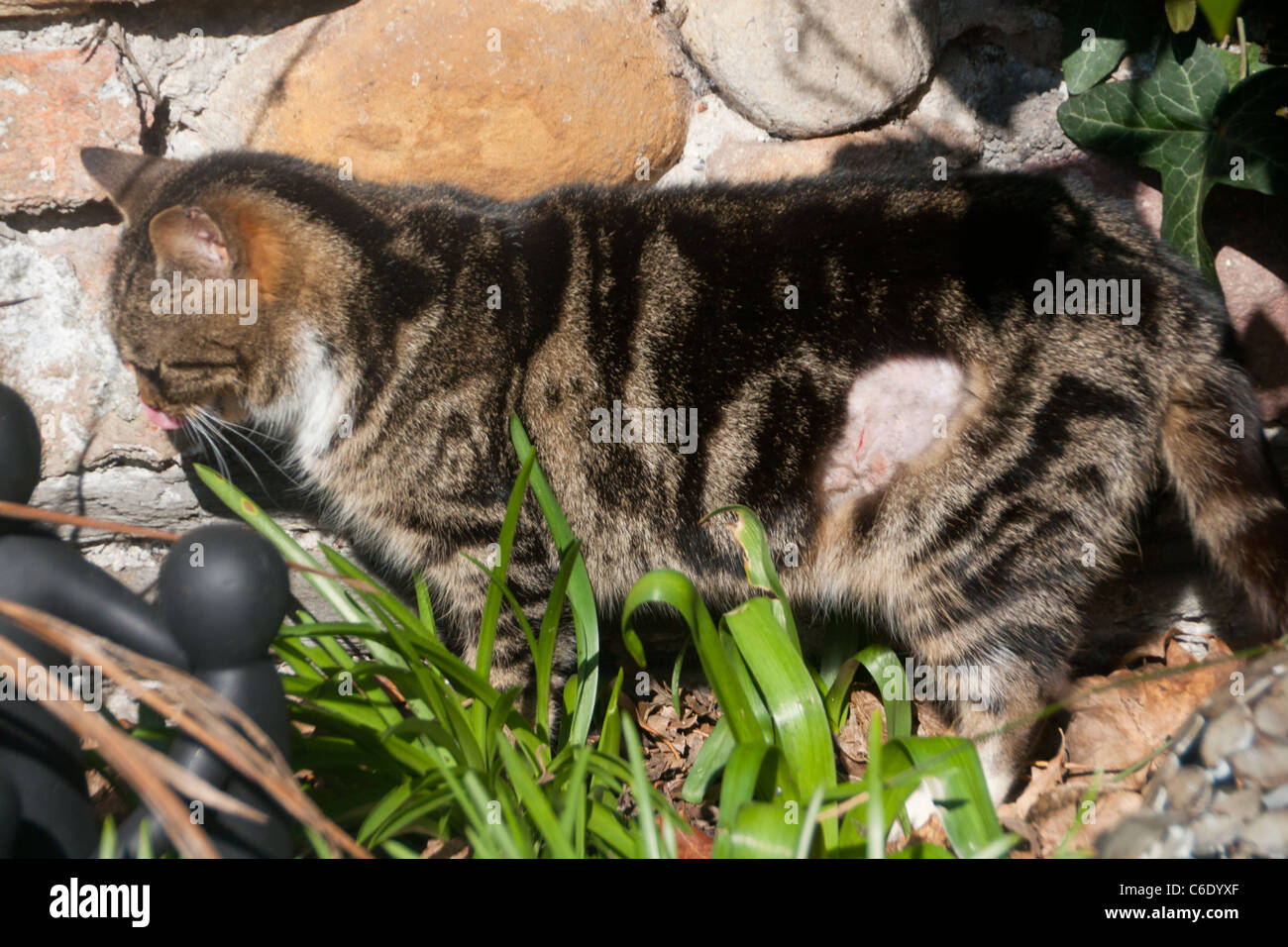 Vor kurzem kastriert wilden Erwachsenen weiblichen Katze mit gewickelt und rasierten Bereich noch sichtbar UK 2011 Stockfoto