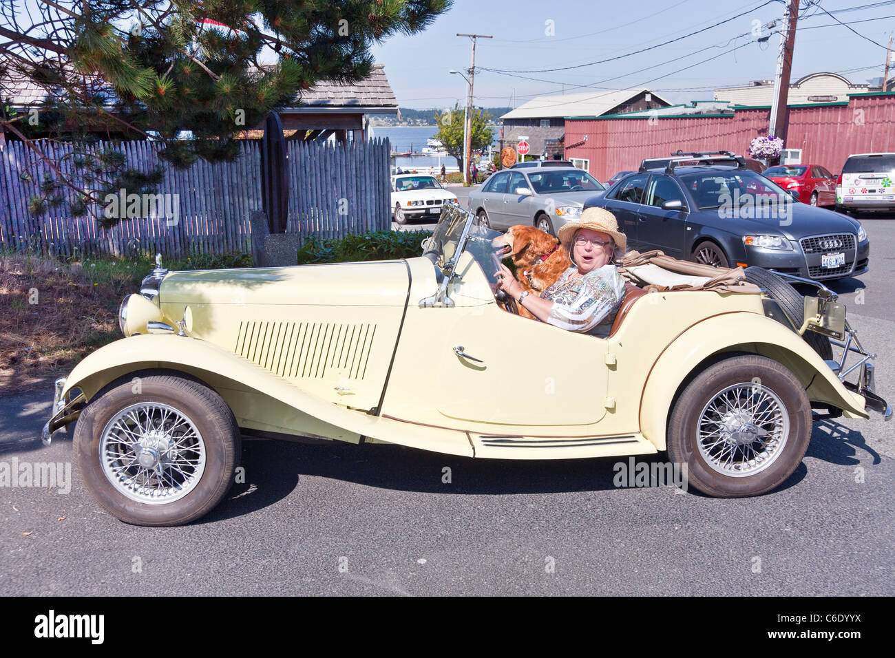 lustiger senior Lady & rote Hundesitting wunderschön restaurierte 50er Jahre Vintage Creme farbige MG Auto Coupeville Whidbey Island WA Stockfoto