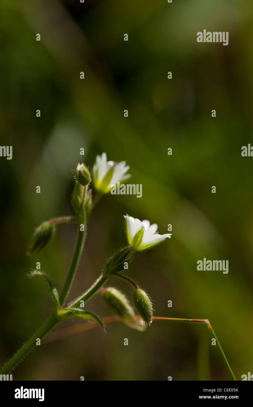 Gemeinsamen Hornkraut, Cerastium Fontanum in Blüte Stockfoto