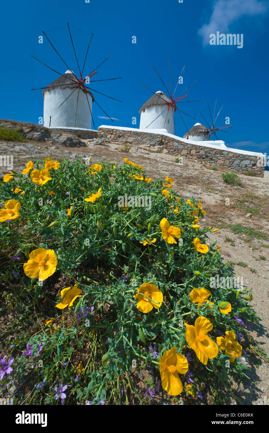 Griechenland, Kykladen, Mykonos, Blumen in der Nähe von alten Windmühlen Stockfoto