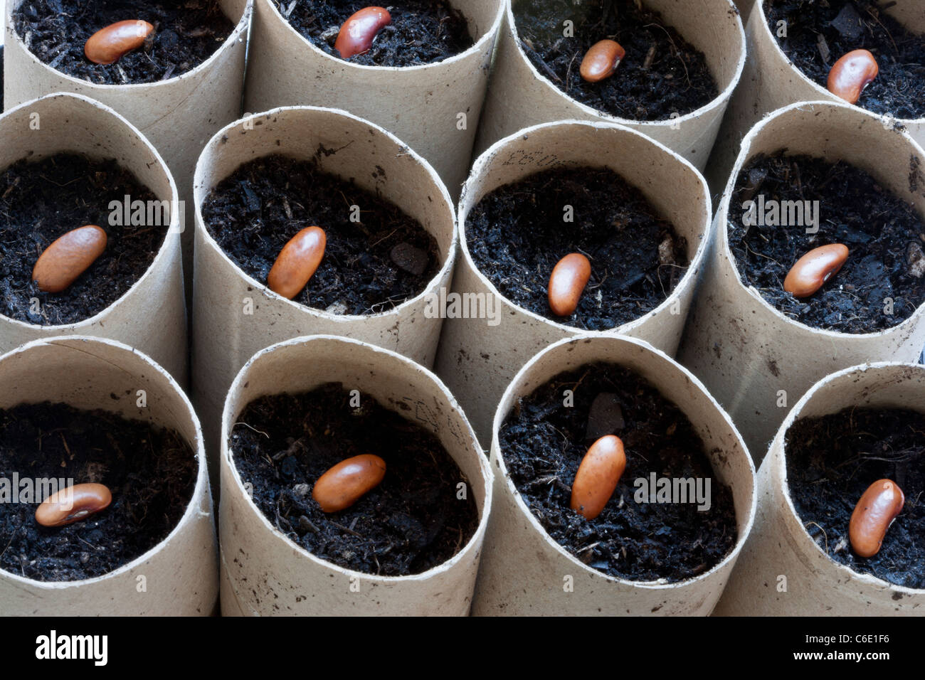 Aussaat Klettern Französisch Samen Bohne Blauhilde im Karton Toilettenpapierhalter Stockfoto