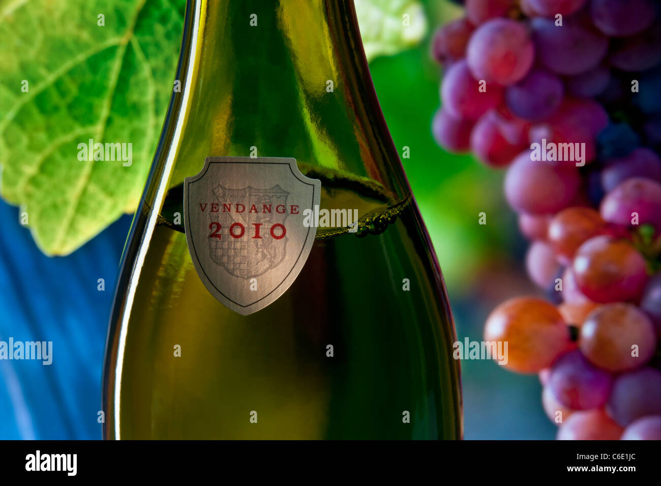 1 Flasche Wein Am Tag Reife Merlot Trauben Stockfotos und -bilder Kaufen - Alamy