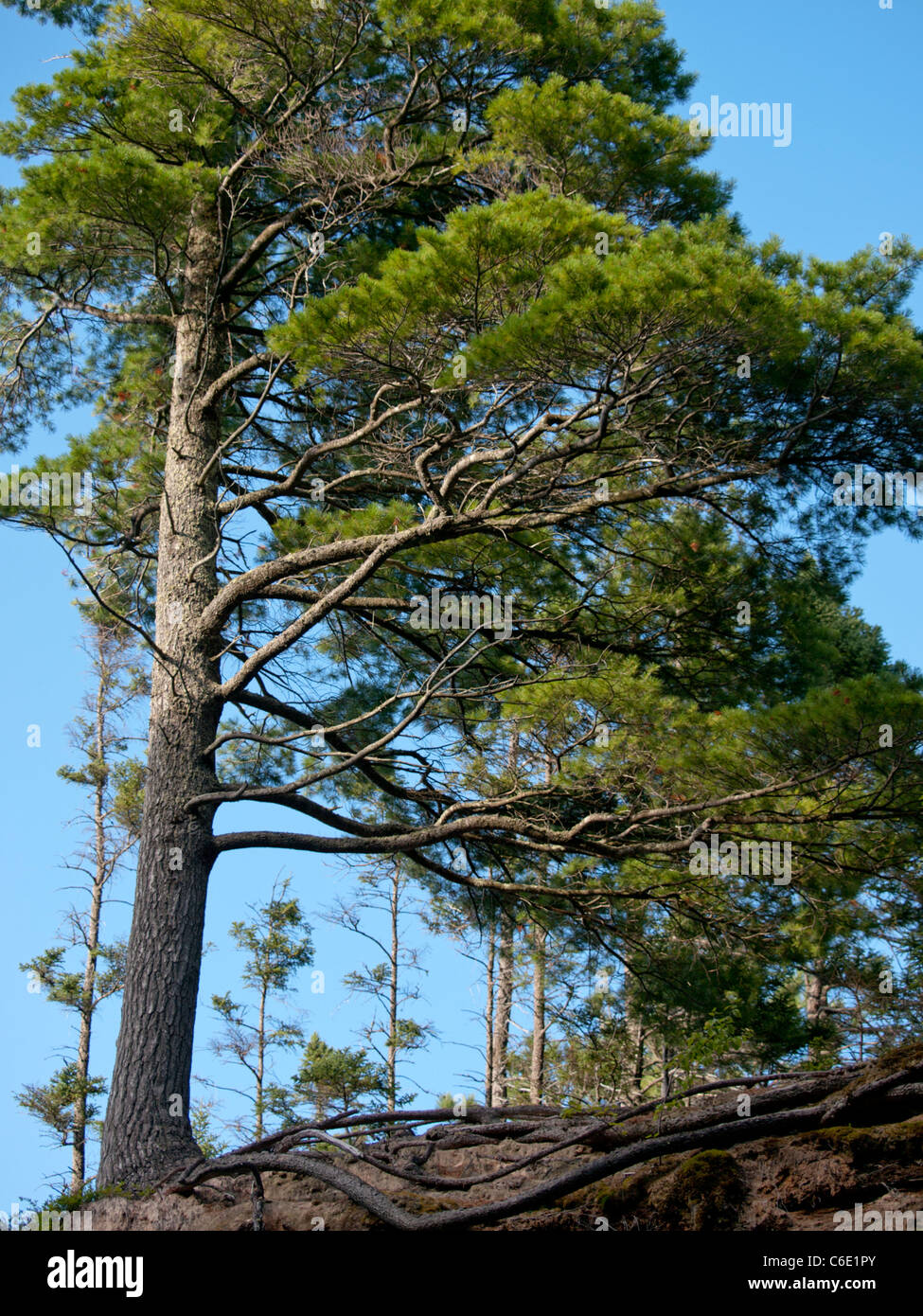 Weymouths-Kiefer wächst auf den Felsen von dargestellter Felsen-Staatsangehöriger Lakeshore Küstenlinie in obere Halbinsel von Michigan. Stockfoto