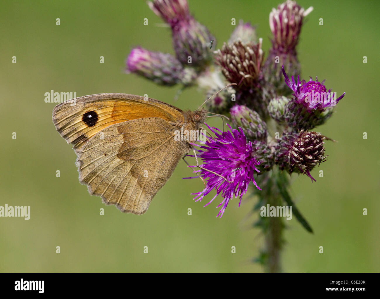 Wiese braun Schmetterling (Maniola Jurtina) Fütterung auf der Distel, Susssex, UK. Stockfoto