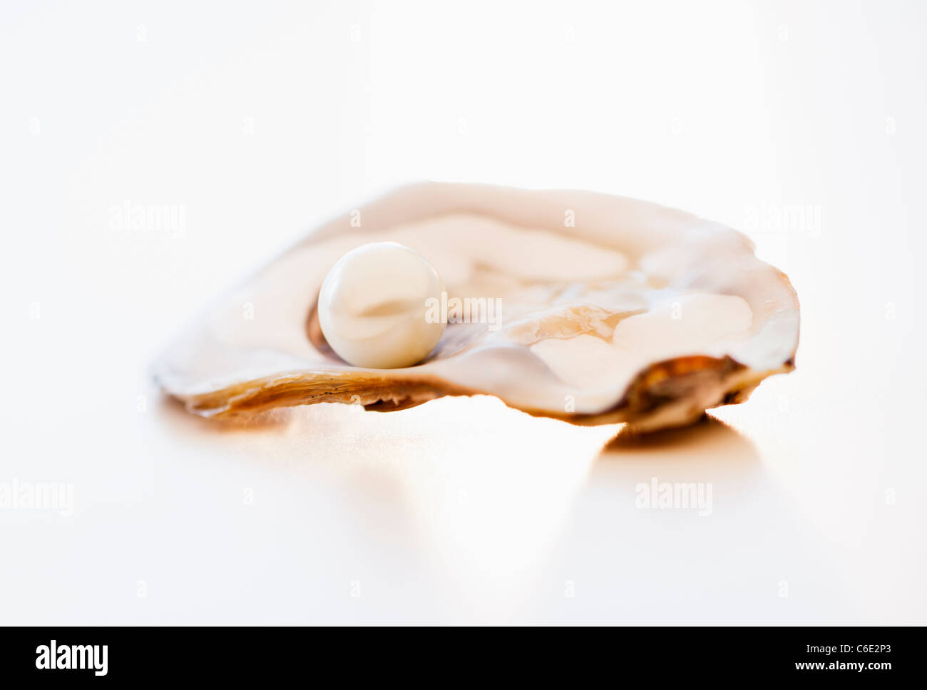 Studio shot der Perle in der Auster Stockfoto