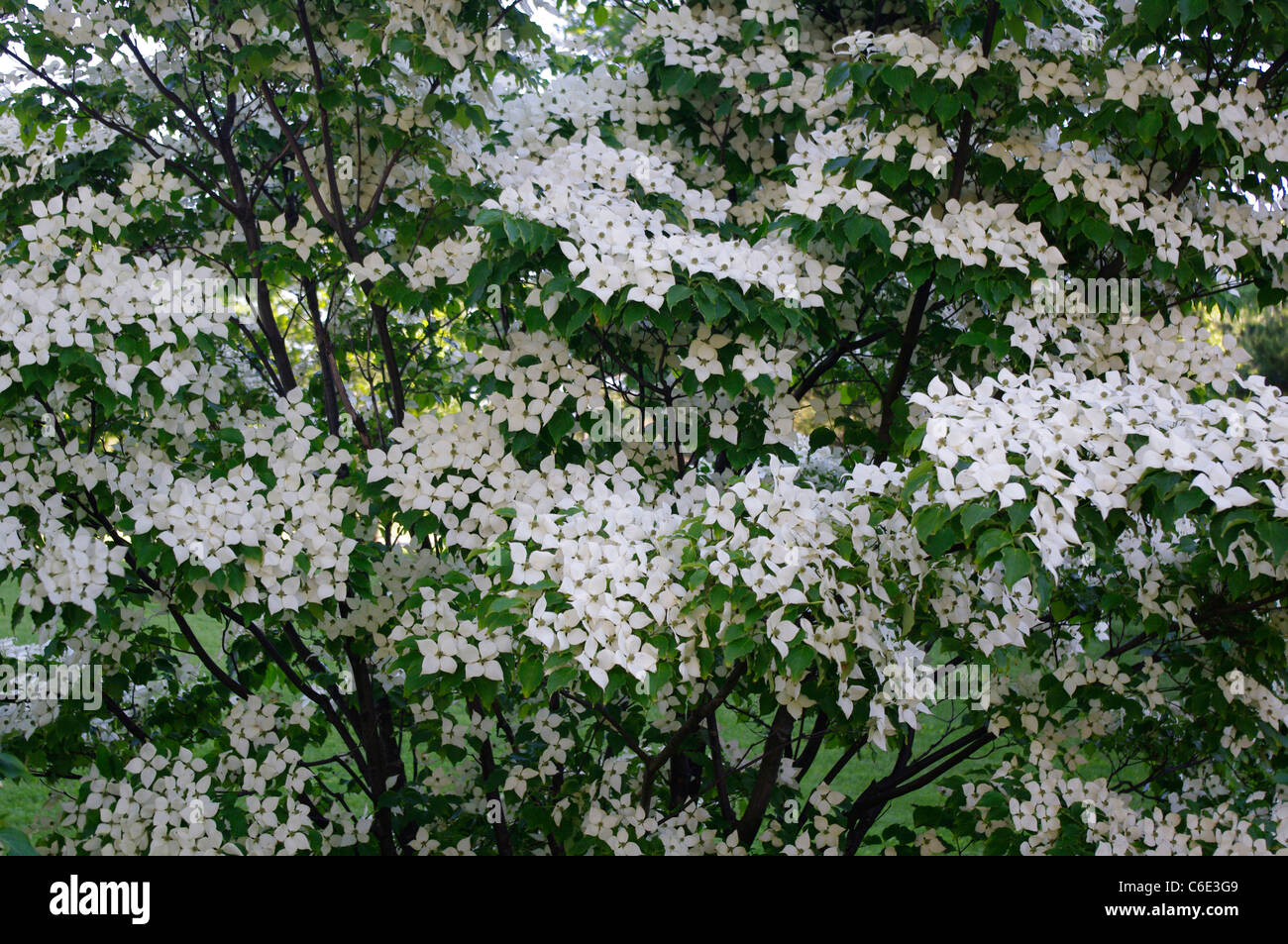 Blühender Baum Kousa Hartriegel (Cornus Kousa Hance) Stockfoto