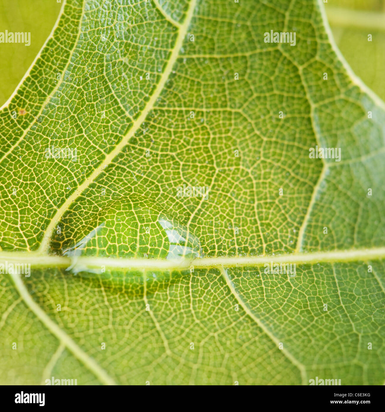 USA, New Jersey, Jersey City, Nahaufnahme von Wassertropfen auf Blatt Stockfoto