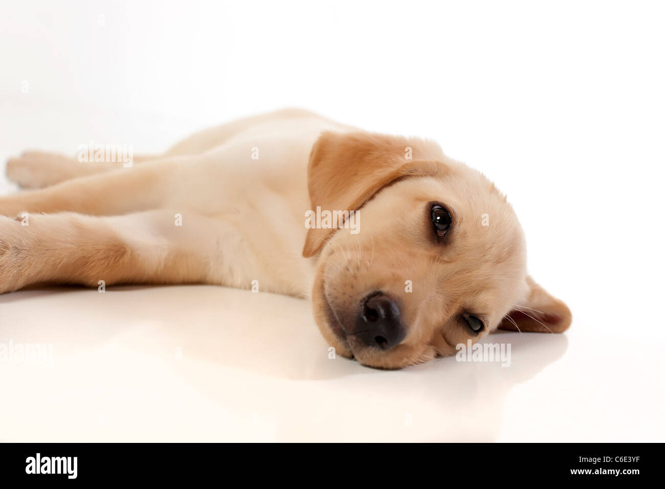 Labrador Retriever Welpen Stockfoto