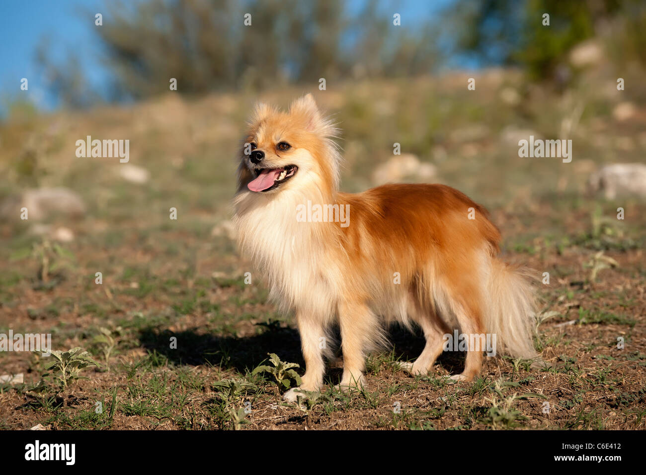 Deutscher Zwergspitz Stockfoto