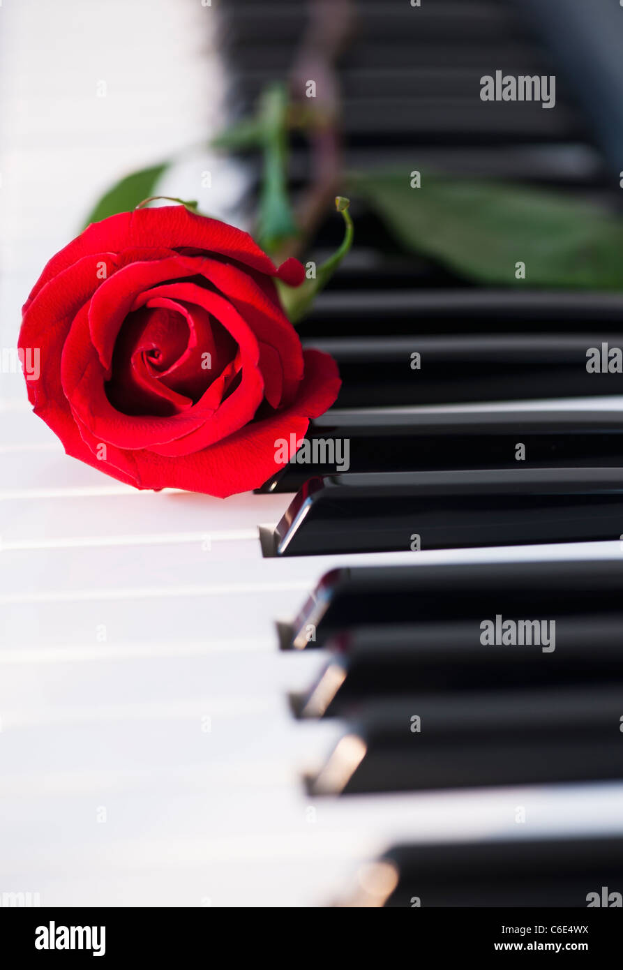 Nahaufnahme von roten rose liegend Klaviertasten Stockfoto