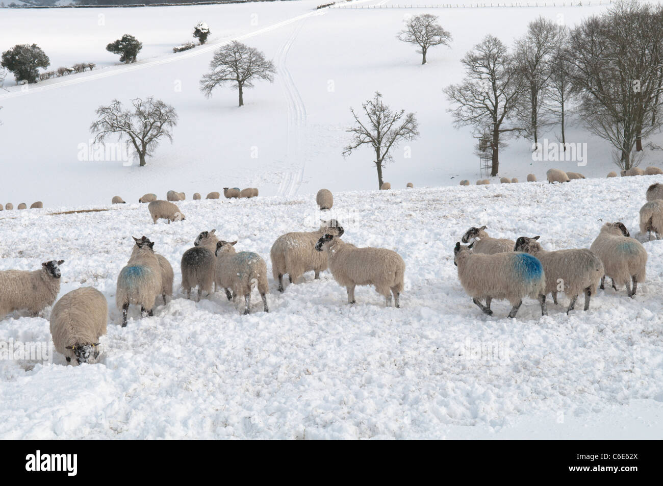 Schafe im Schnee auf South Downs bei Goodwood, West Sussex, UK. Januar. Stockfoto