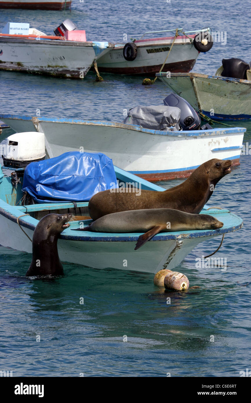 Seelöwen auf Fischerboote im Hafen. Stockfoto