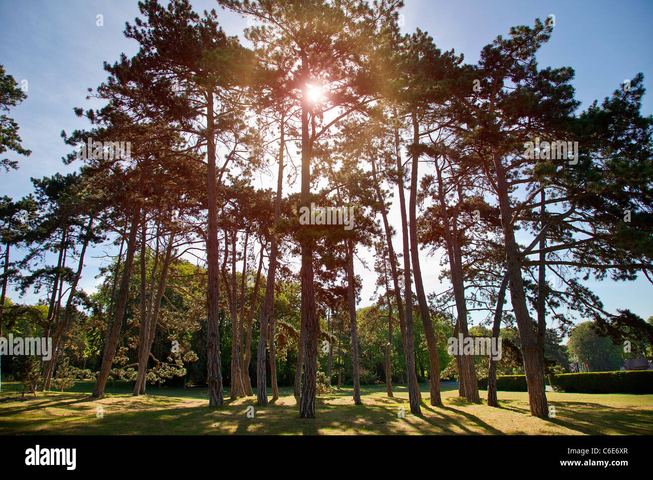 Europa, Frankreich, Reims, Marne, Pierre-Mendès-France Park Stockfoto