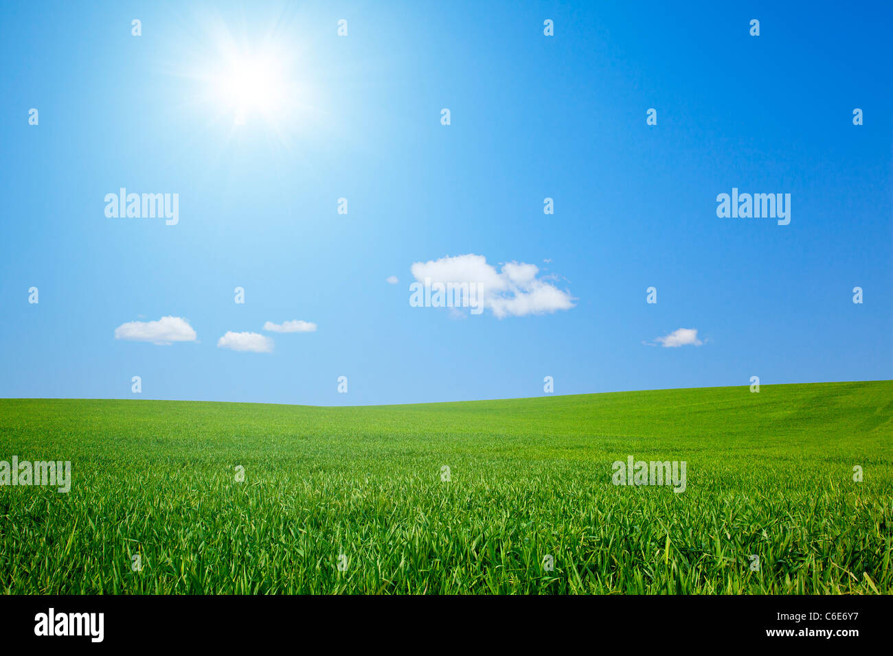 Feld mit Sonne Stockfoto