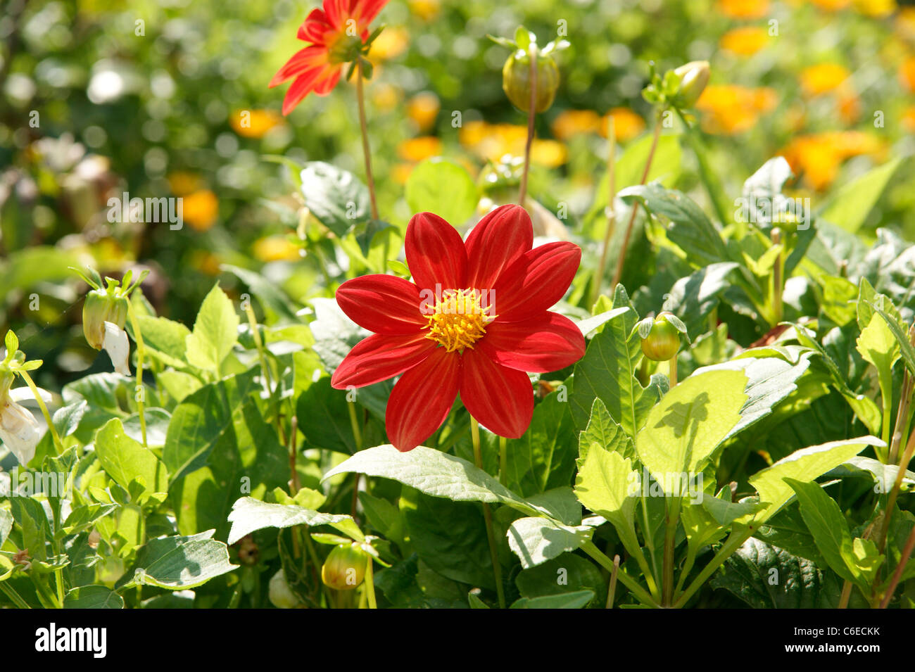 Dahlien blühen in krautigen Grenze in einen Bio-Garten Stockfoto