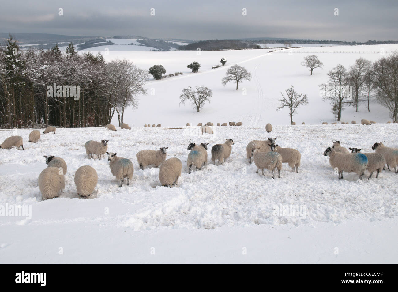 Schafe im Schnee auf South Downs bei Goodwood, West Sussex, UK. Januar. Stockfoto