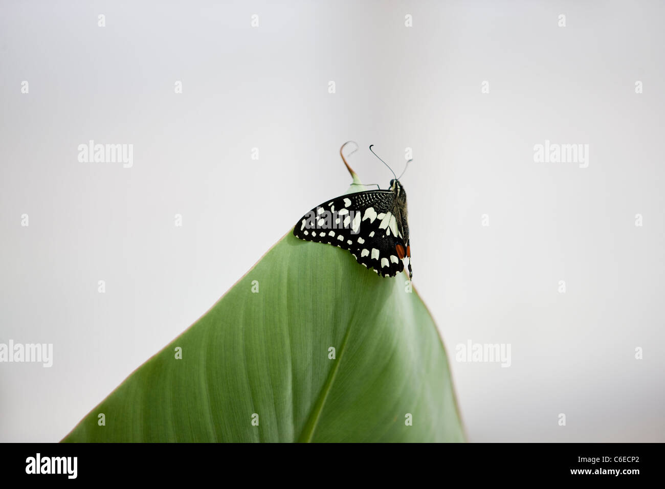Ein Kalk-Schmetterling, Papilio Demoleus Malayanus an der Spitze eines Blattes Stockfoto