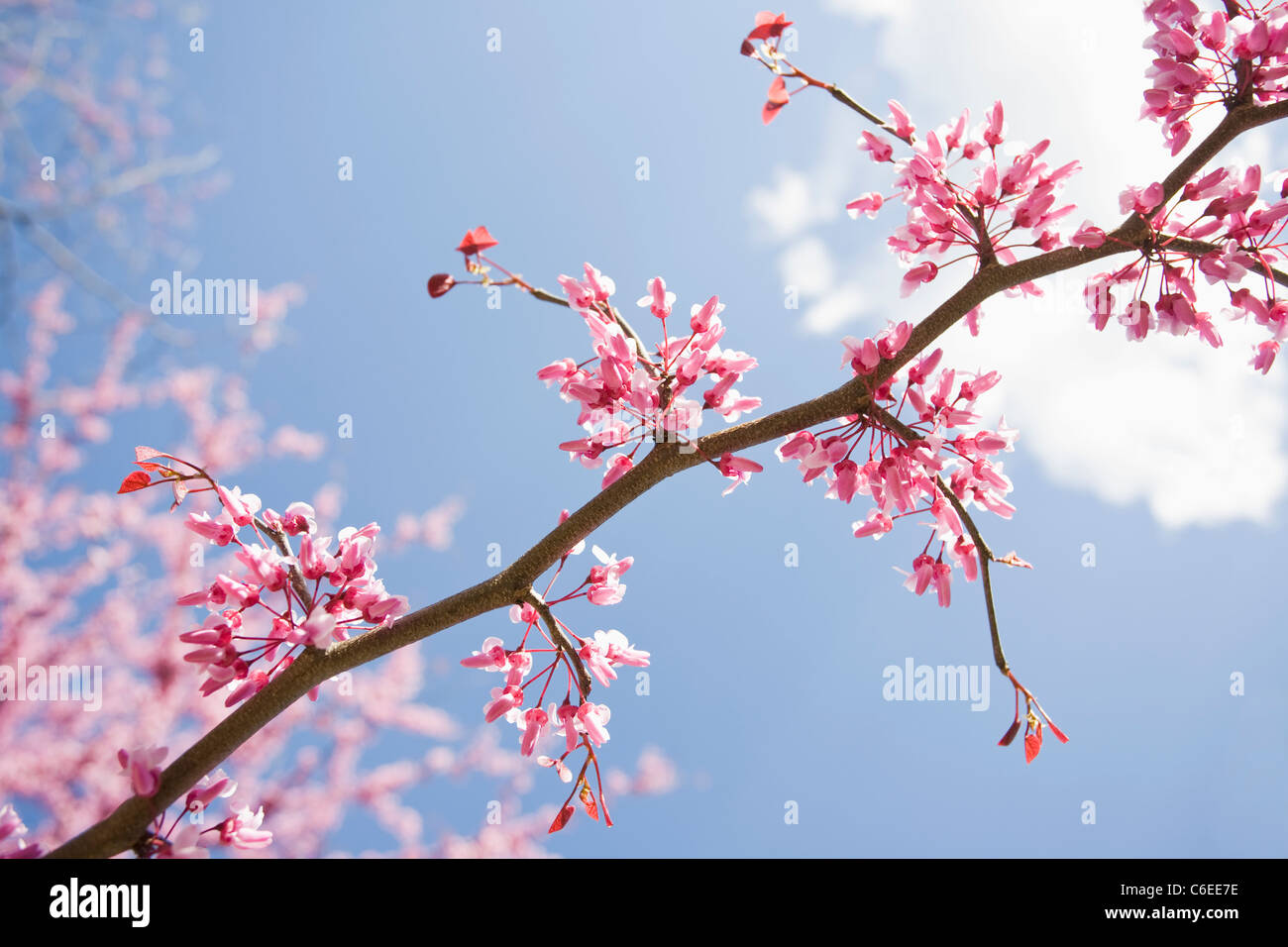USA, New Jersey, östlichen Redbud Baum Stockfoto