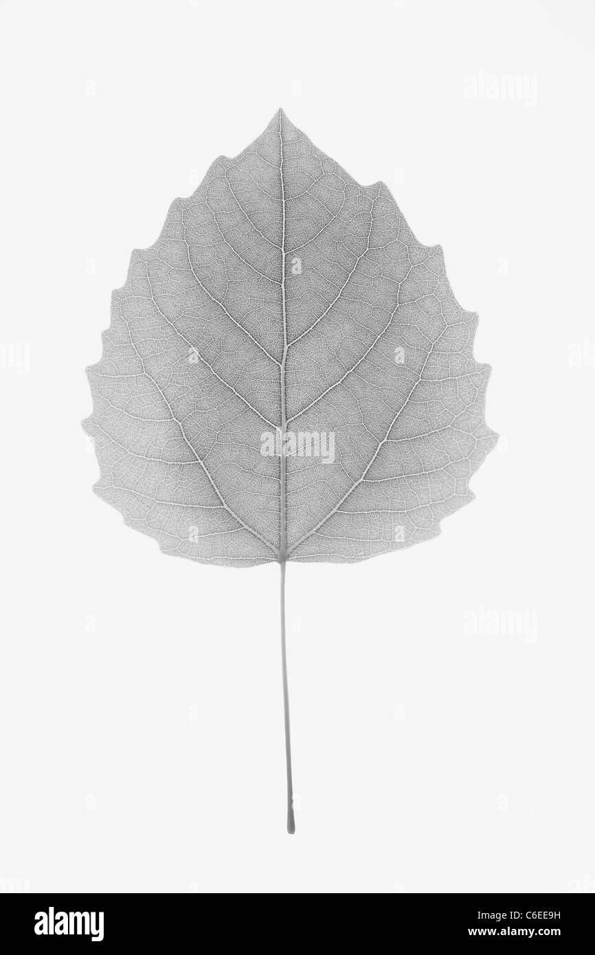 USA, New Jersey, Bigtooth Aspen Blatt Stockfoto