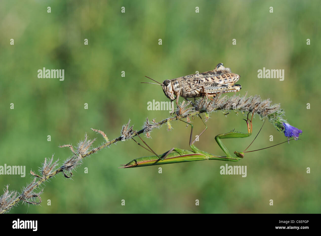 Europäische beten Gottesanbeterin - Europäische Gottesanbeterin (Mantis Religiosa) grüne Exemplar auf einer Blume mit einem italienischen Heuschrecken Stockfoto