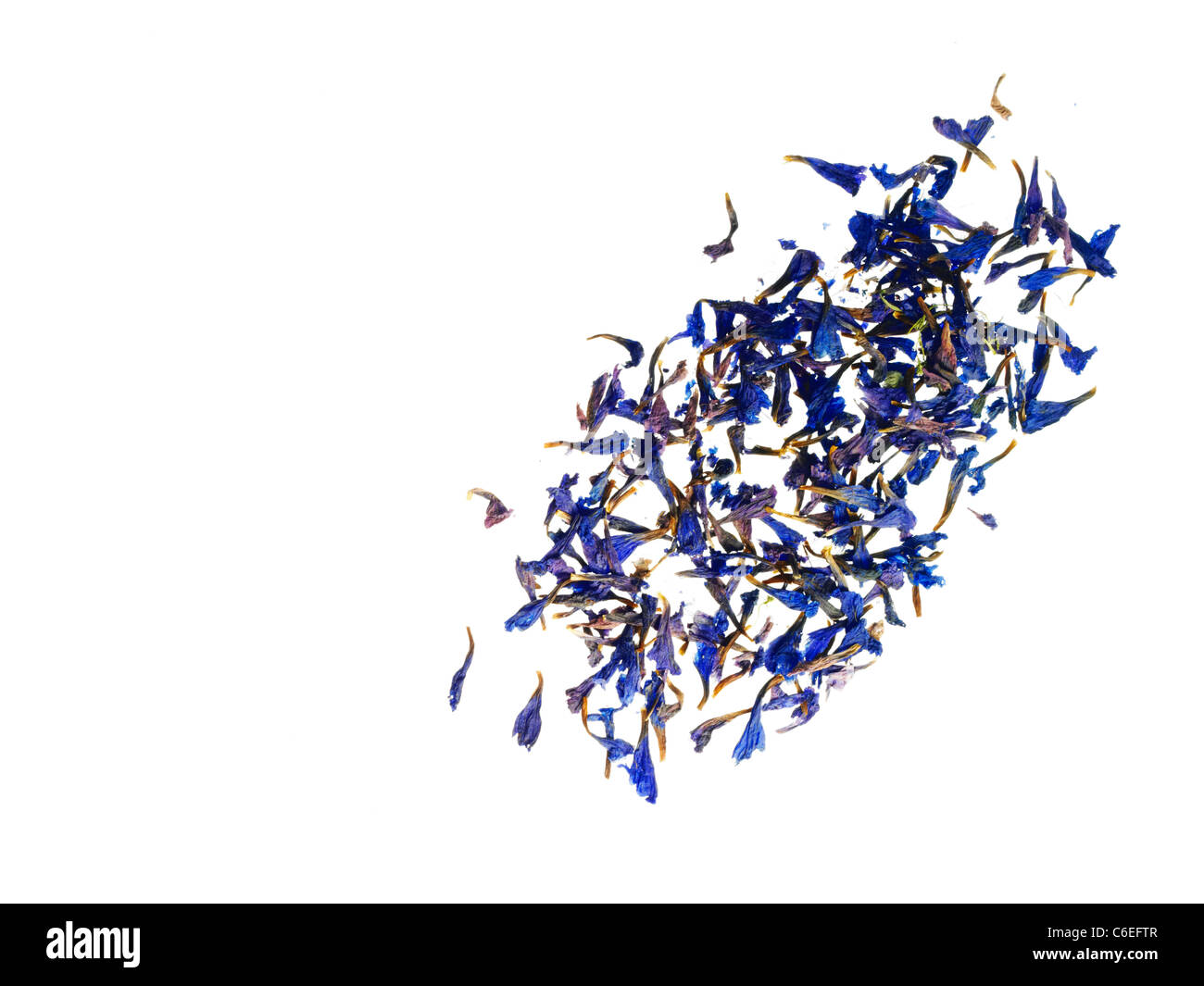 Studioaufnahme von Bergamotte Blütenblätter Stockfoto