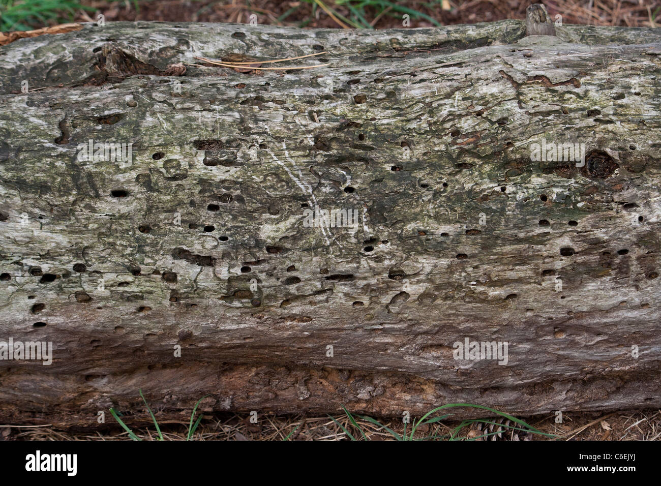 Faulenden Holz mit Käfer Ausbohrlöchern Stockfoto