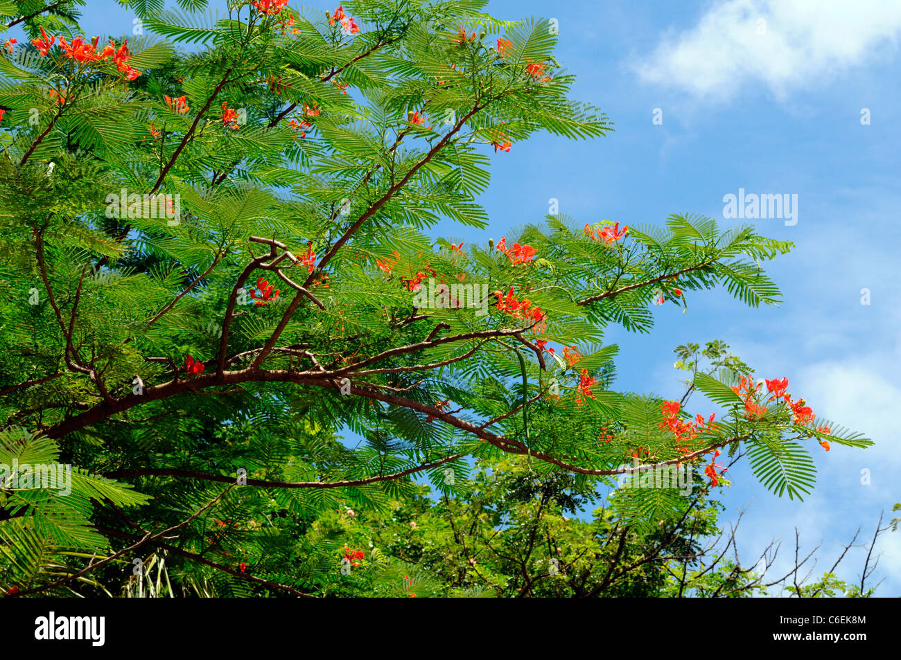 Baum von asien Fotos und Bildmaterial in hoher Auflösung Alamy