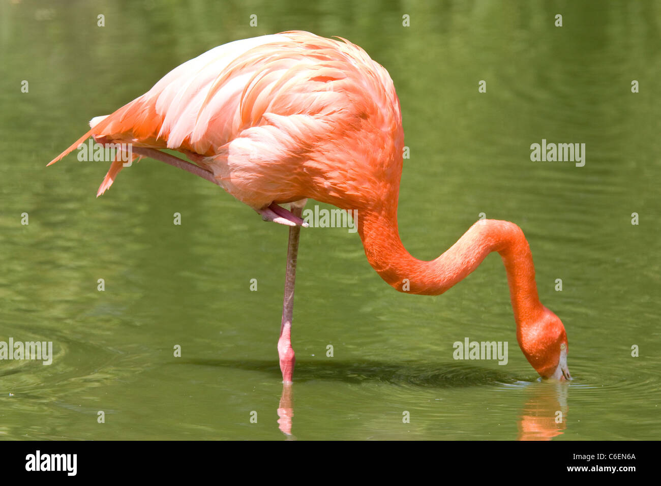 Flamingo stehen auf einem Bein Essen in Fluss Stockfoto