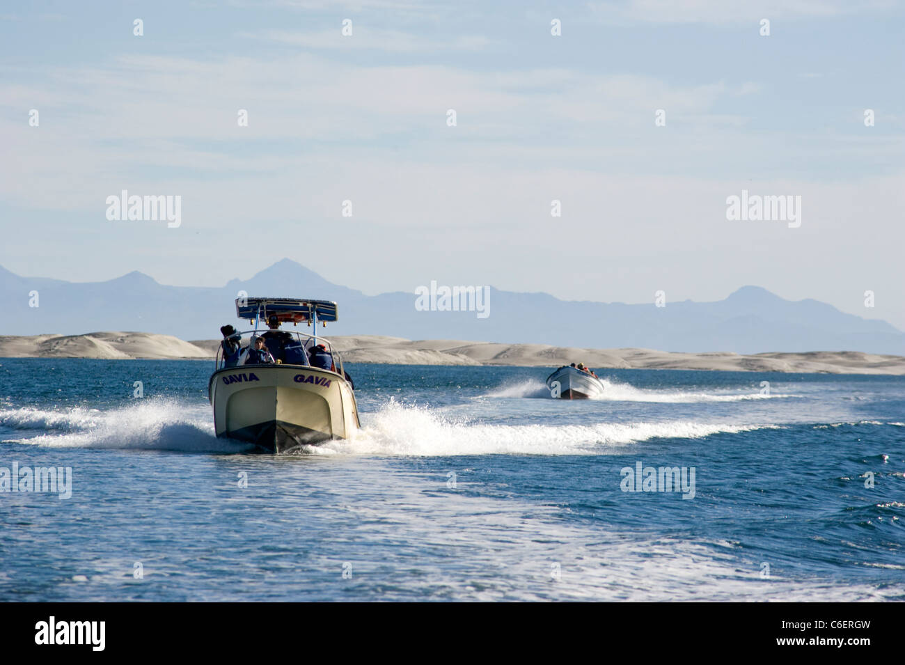 Whale watching Ausflug in Baja Mexiko Stockfoto