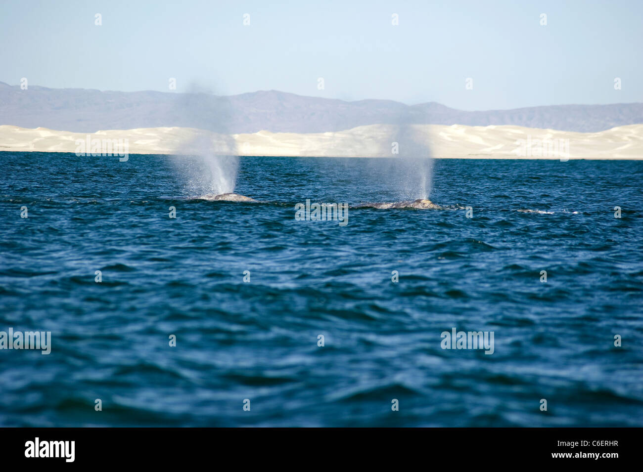 Whale watching Ausflug in Baja Stockfoto
