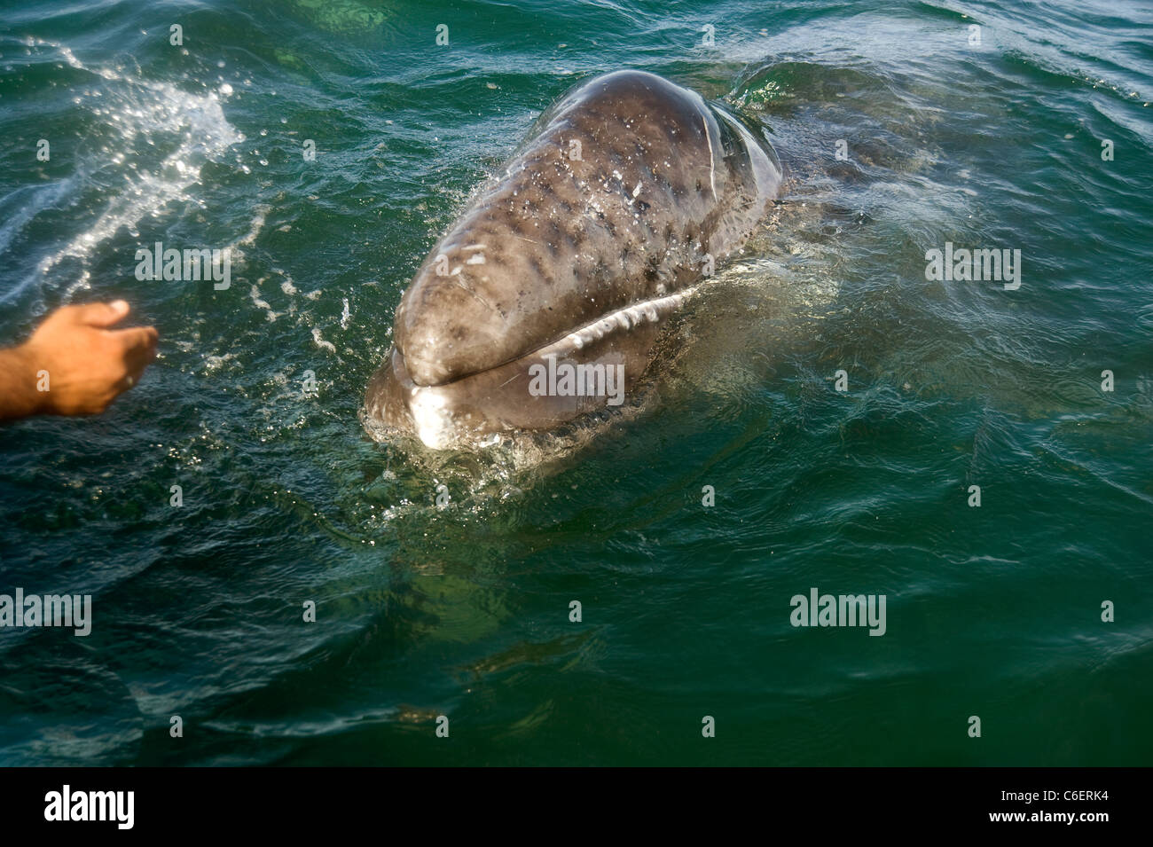 Ein Wal nähert Boot sich auf Whale watching Ausflug in Baja California, Mexiko Stockfoto