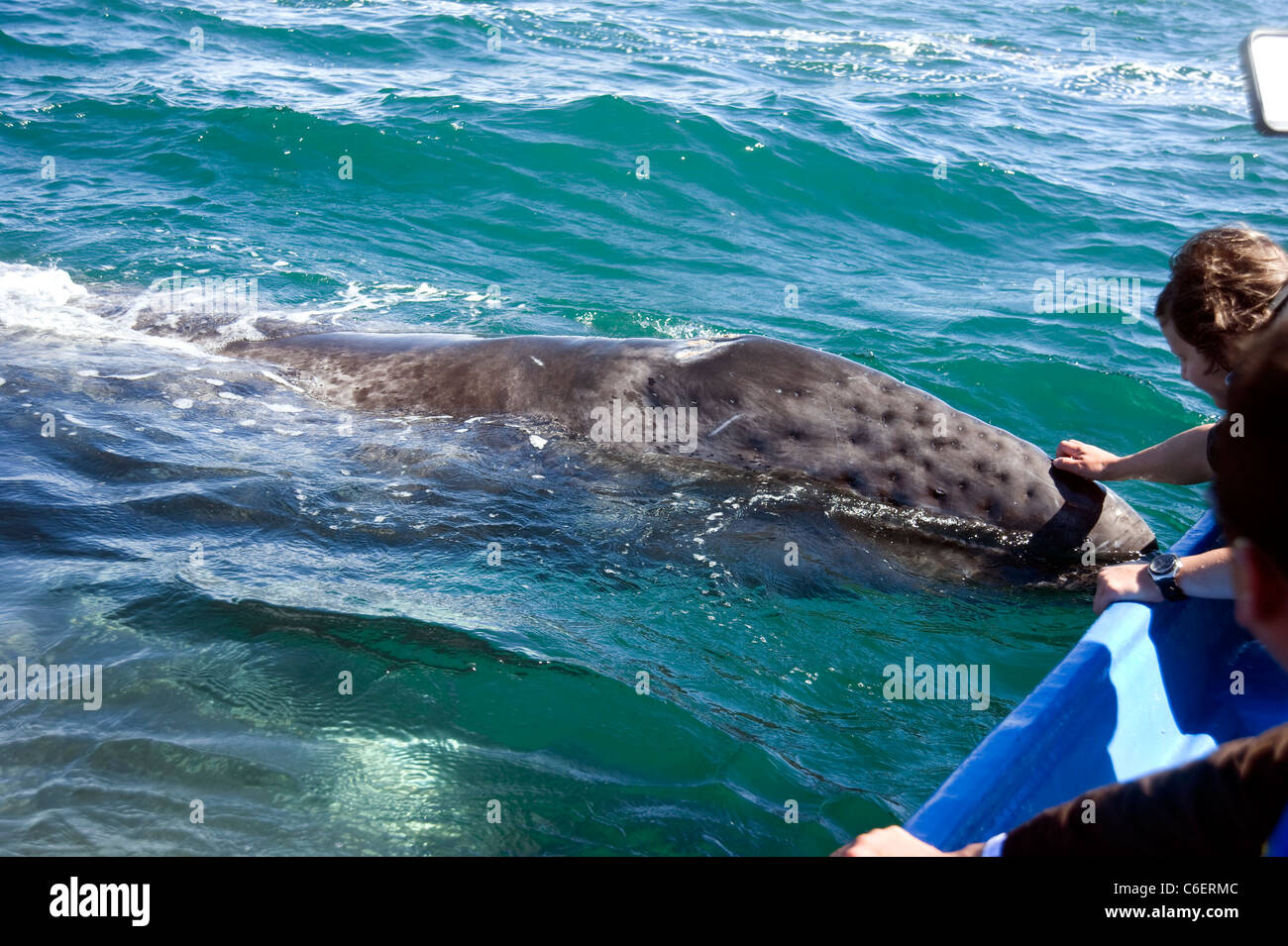 Ein Wal nähert Boot sich auf Whale watching Ausflug in Baja California, Mexiko Stockfoto