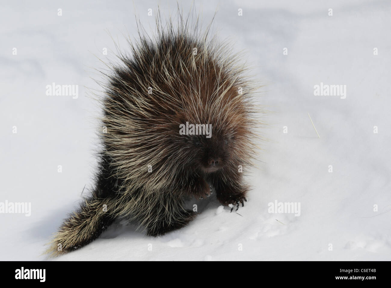 Stachelschwein, North American Stockfoto
