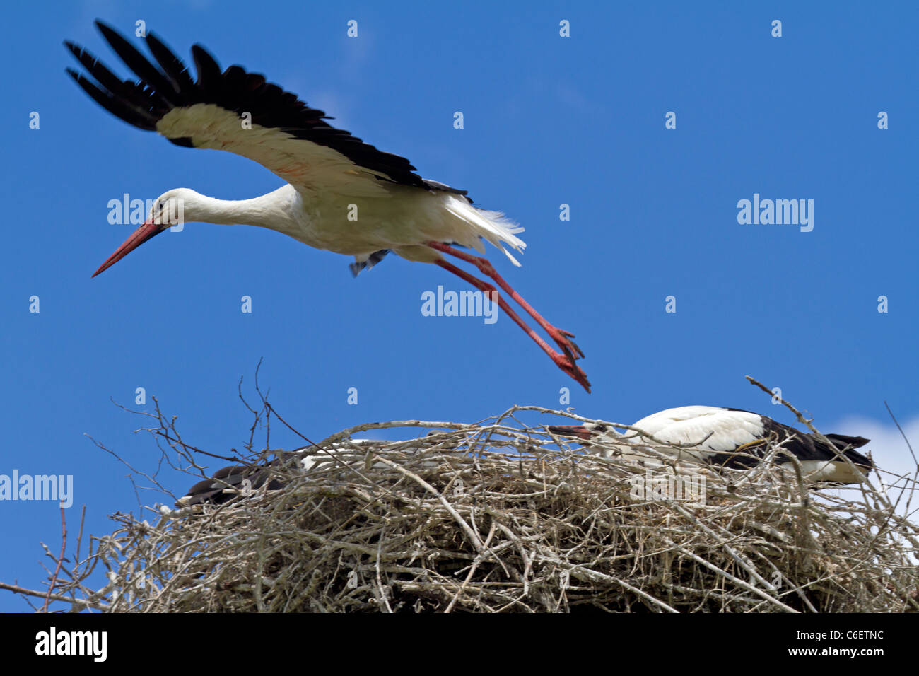 Weißstorch (Ciconia Ciconia) Stockfoto